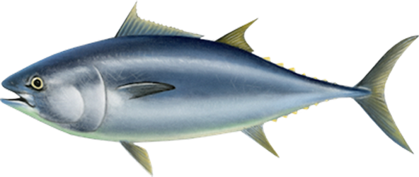 Tuńczyk - <strong>BŁĘKITNOPŁETWY</strong>