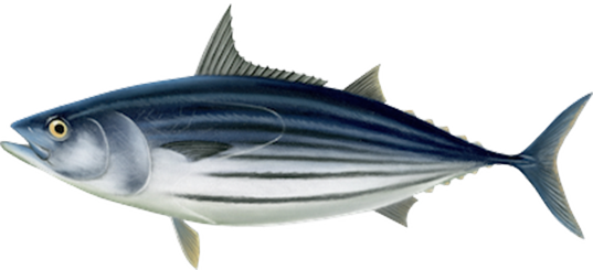 Tuńczyk - <strong>BONITO</strong>