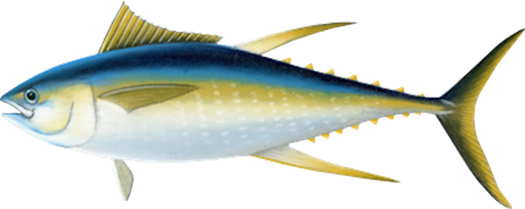 Tuńczyk - <strong>ŻÓŁTOPŁETWY</strong>