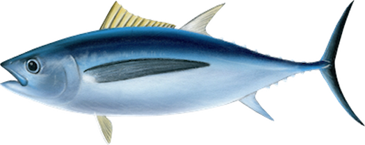 Tuńczyk - <strong>BIAŁY</strong>